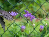 blaue Rasselblume.webp