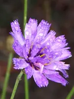 Catanache cearulea.webp