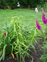 Lilium Casablanca.webp