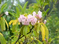 Lorbeerrose.webp