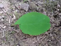 20130612_122103.webp