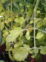 Tomate1.webp