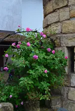 Zephirine Drouhin1.webp