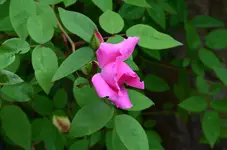 Zephirine Drouhin.webp