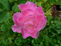 Dainty bess.webp
