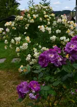 Gislaine de Feligonde und Rhapsody in blue.webp