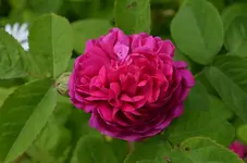 DSC_0154.webp