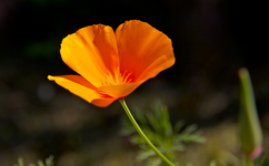 IMG_2431.webp