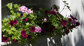 IMG_2410.webp