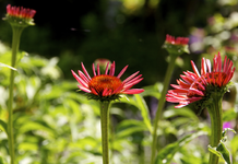IMG_2404.webp