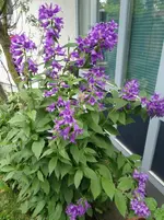 Glockenblume.webp
