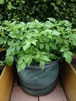 Kartoffeln1.webp
