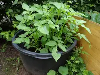 Kartoffeln2.webp