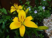 Lilie.webp