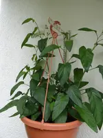 Pepino3.webp