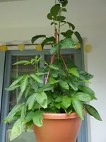 Pepino4.webp