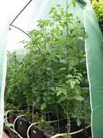 Tomaten.webp