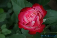 Jubile du Prince de Monaco Meilland 2000.webp