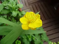 P6260073.webp