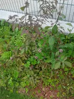 Schoenfrucht1.webp