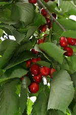 DSC_5972_Kirschen_sehr_fruhe.webp