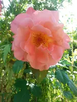 20130620_172441.webp