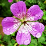 silvia im regen juni 2013.jpg