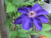 003.webp