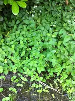garten 033.webp