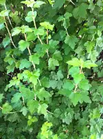 garten 031.webp