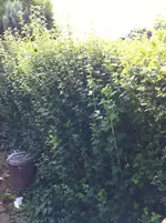 garten 032.webp