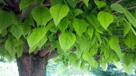 baum2.webp
