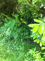 garten 037.webp