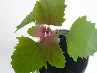 DSCF4188.webp
