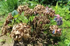 Hortensie 006.webp Hortensie 006.webp