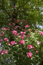 IMG_2349.webp