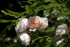 IMG_2363.webp