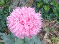 300620131371.webp