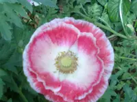 300620131372.webp