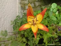 CIMG6898.webp