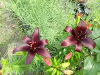 CIMG7064.webp