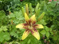 CIMG6859.webp