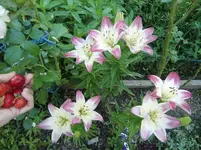CIMG6357.webp