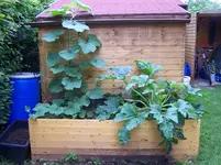 Butternut Vorjahr.webp