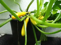 gelbe Zucchini.webp