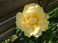 CIMG7071.webp