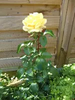 CIMG7070.webp