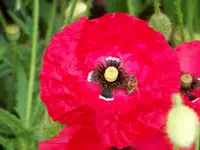 Bienenmohn.webp