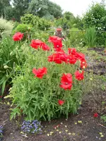 Klatschmohn.webp