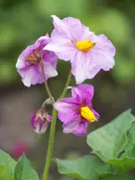 010.webp
